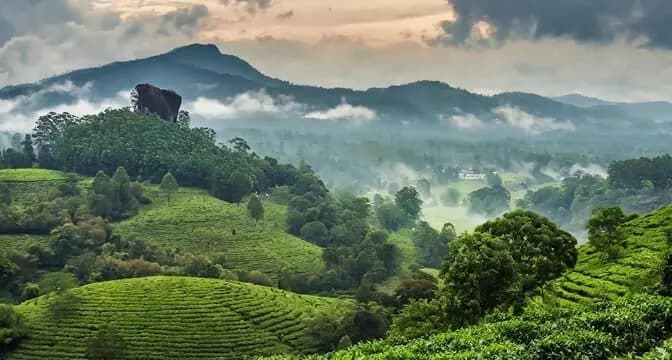 Sushi Travels tour package - Coorg Coffee Hills Getaway