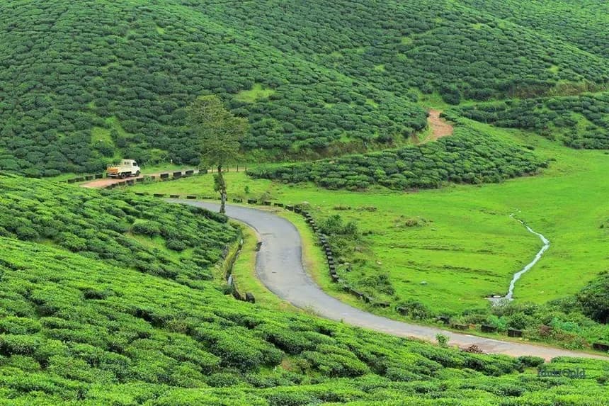 Sushi Travels tour package - Munnar Tea Garden Trail